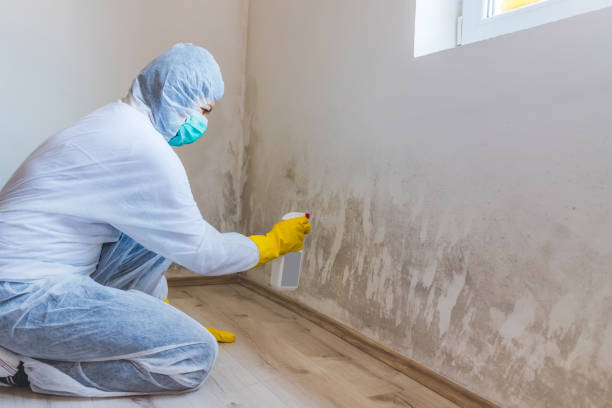 Licensed Black Mold Remediation service in Belmont, NC - Mold Remediation HQ